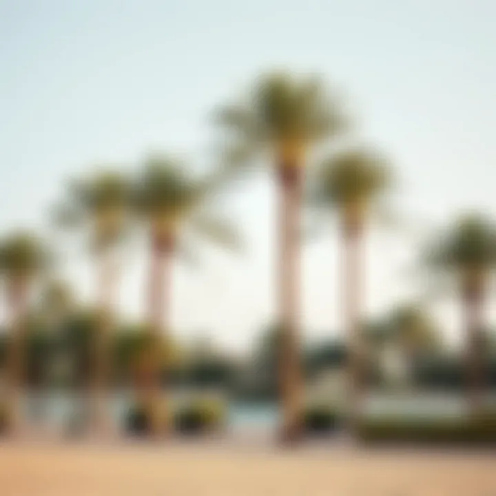 Lush palm trees lining the pristine sands of Jumeirah Beach
